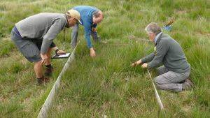 Purple moor grass site at Moss Moor to survey vegetation