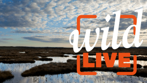 Wild LIVE Peatlands