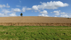 Nitrogen Futures landscape image