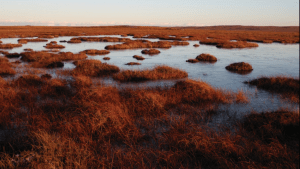 Functioning blanket bog, Forsinard by Norman Russell