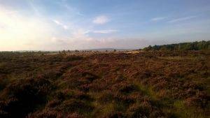 Langlands Moss LNR landscape photo