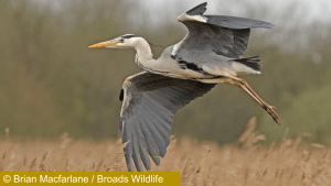 Heron coming into land - Broads Wildlife-®Brian Macfarlane
