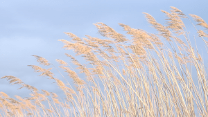 Pale reeds against a blue sky (c) Guy Pilkington