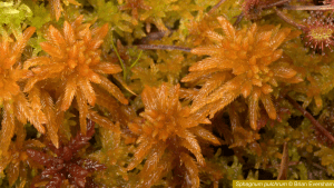 Sphagnum pulchrum © Brian Eversham