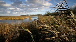 Reeds growing next to water at Lakenheath Fen