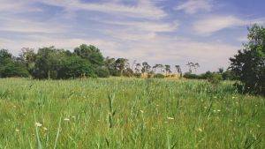 fen meadow