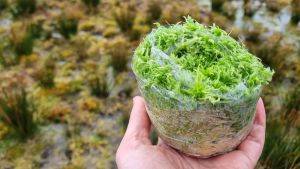 Hand holding a roll of Spahgnum for planting