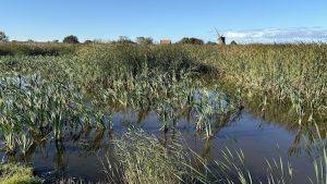 A field used for paludiculture in Norfolk Broads