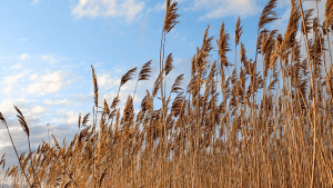 Image of Reed Canary Grass