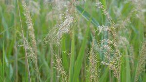 Close-up of leaves and flowers of reeds