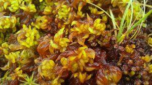 Close-up of Sphagnum moss. Credit Dave Genney