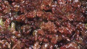 Close-up of red Sphagnum moss. Credit Sean Edwards