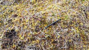 Abernethy Sphagnum Mulch