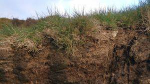 Cross section of bare peat