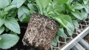 Bedding Salvias in a peat-free medium