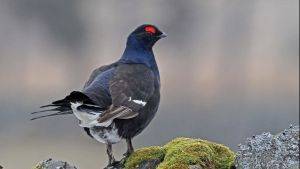 Black grouse © Margaret Holland