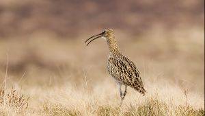 Curlew by Damian Waters