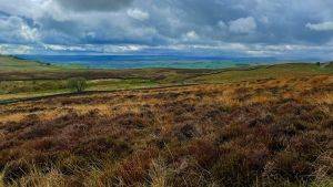 Cuthbert's Moor. Credit: Durham Wildlife Trust