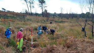 Vegetation quadrat survey