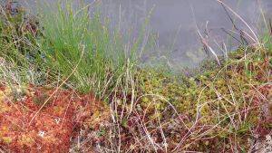 Image of sphagnum in pool © Joe Holden
