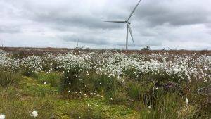 Deforested bog 2 years post treatment