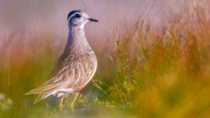 Dotterel (c) Pete Quinn