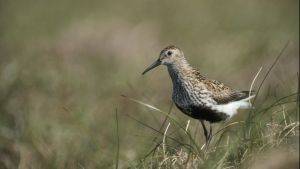 Dunlin (c) RSPB