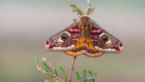 Emperor moth (C) Pete Quinn