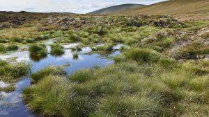 A Peatland ACTION restoration site at Glenfeshie in the Cairngorms National Park. Photo credit: ©Lorne Gill/NatureScot