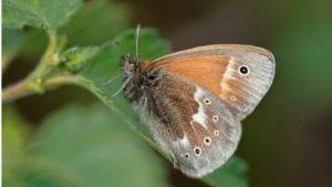 Large heath butterfly