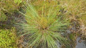 Sphagnum moss © Moors for the Future Partnership