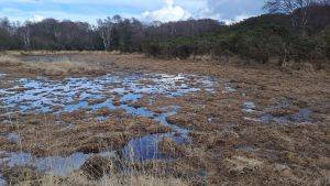 Molinia Mulching Agglestone Mire, remover higher tussocks to increase the connectivity of the floodplain (c) Sally Wallington