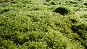 Sphagnum farming © Richard Lindsay