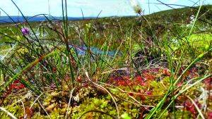 Image of bog vegetation © Dom Hinchley