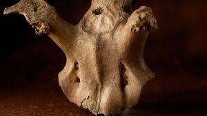 Red deer head-dress found at Star Carr