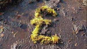 Money for peatland restoration