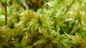 Sphagnum lindbergii (c) Emma Hinchliffe