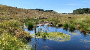 Sphagnum moss regrowth rewards the peatland restoration action undertaken by NPAP at Tywi Forest