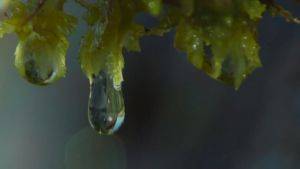 Water dripping from Sphagnum mosss