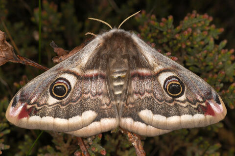 Emperor moth | IUCN UK Peatland Programme