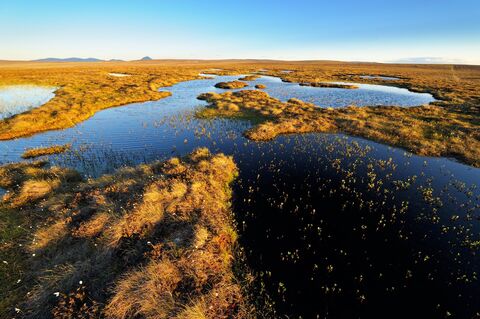 Screenshot or Official Image for iucn-uk-peatlandprogramme.org - Homepage | IUCN UK Peatland Programme