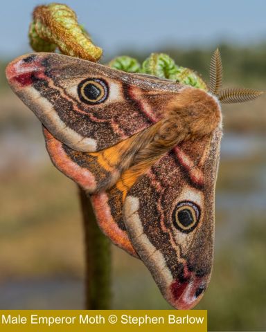 Male Emperor Moth (c) Stephen Barlow 
