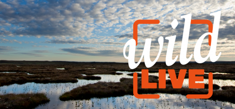 Wild LIVE Peatlands