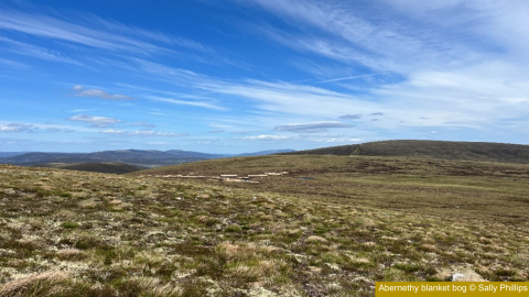 Abernethy blanket bog