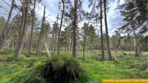 Abernethy bog woodland