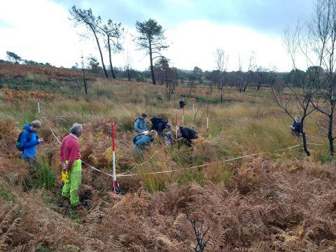 Vegetation quadrat survey being undertaken by local volunteers on Canford Heath for discovery grant baseline surveys. Credit Grace Herve