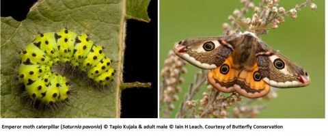 Emperor moth caterpillar and adult male