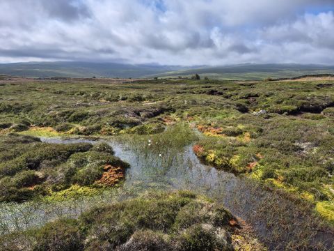 Large peatland site with bog pools and Sphagnum