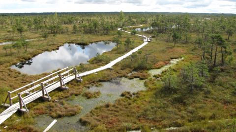 World Wetlands Day peatlands image