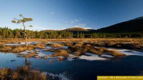 Peatland at Inshriach, Allt a’ Mharcaidh